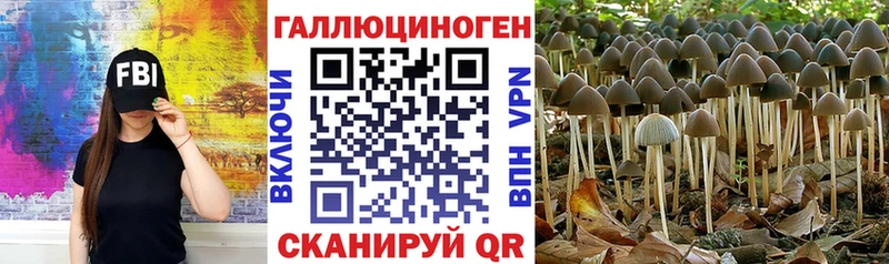 Псилоцибиновые грибы Psilocybe  blacksprut ссылка  Вязьма 